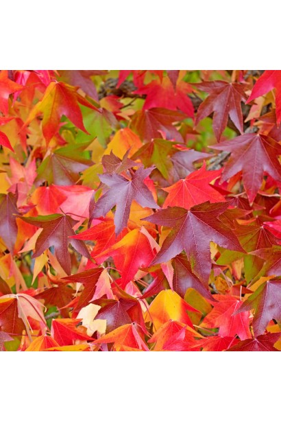 Крупний план листя ліквідамбра смолоносного, перехід від зеленого до червоного кольору.